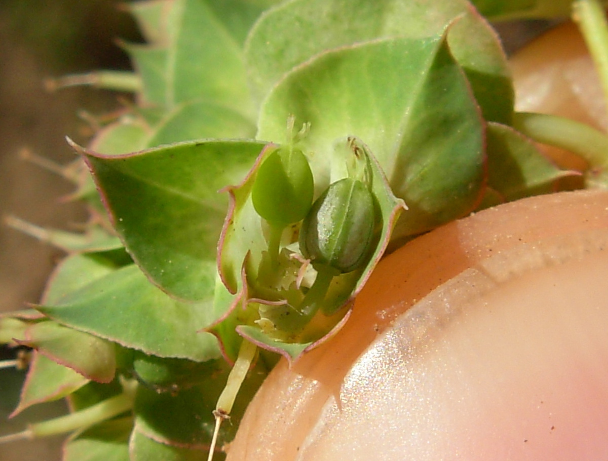 Euphorbia falcata L. subsp. falcata